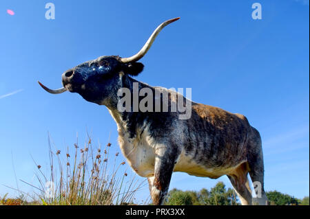 Chailey, East Sussex, 5 octobre 2018. English longhorn le pâturage sur Chailey commun, réserve naturelle, East Sussex. Les bovins ont été portées en surtout de contrôler les arbres et arbustes qui menacent les zones de pâturage de la comon. ©Peter Cripps/Alamy Live News Banque D'Images