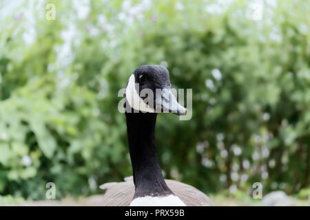 Portrait de la bernache du Canada, Branta canadensis contre couverture verte Banque D'Images