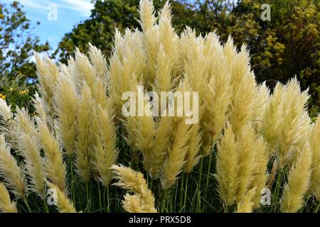 Une touffe d'herbe des Pampas Banque D'Images