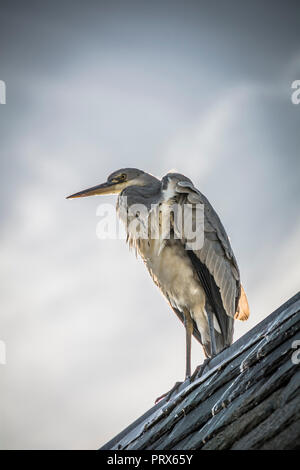 Un héron cendré (Ardea cinerea) reposant sur un toit à Londres, au Royaume-Uni. Banque D'Images