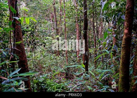 Le NPA de Nam Ha, situé dans la province de Luang Namtha, est-ce qu'ajo premier parc national et site du patrimoine national de l'ASEAN. C'est le deuxième plus important Banque D'Images