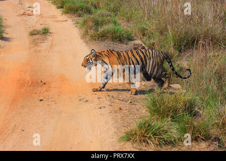 Tigre du Bengale - à Kanha National Park (Inde) Banque D'Images