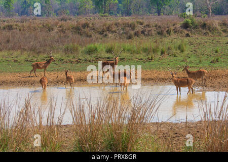 Barasingha - à Kanha National Park Banque D'Images