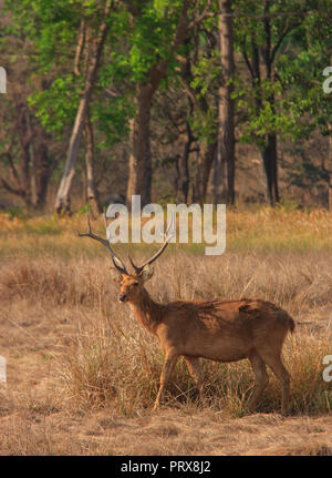 Barasingha - à Kanha National Park Banque D'Images