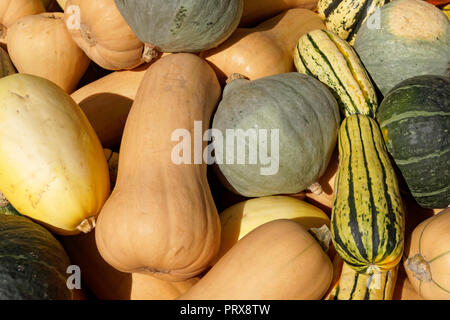 Close-up de divers types de courge bio à la vente à un marché à Vancouver, BC, Canada Banque D'Images
