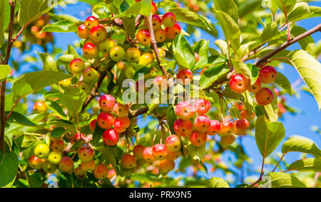 Sibérie pommes (Malus baccata) à l'automne ou à l'automne. Jaune et rouge des pommes juteuses contre un ciel bleu. L'horizontale, le paysage. Banque D'Images