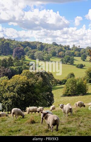 Moutons en milieu rural à la campagne près de Ranmore Common Dorking Surrey England UK Banque D'Images
