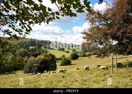 Moutons en milieu rural à la campagne près de Ranmore Common Dorking Surrey England UK Banque D'Images