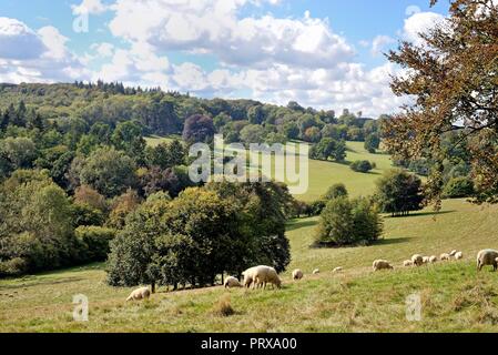 Moutons en milieu rural à la campagne près de Ranmore Common Dorking Surrey England UK Banque D'Images