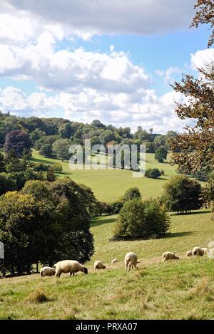 Moutons en milieu rural à la campagne près de Ranmore Common Dorking Surrey England UK Banque D'Images