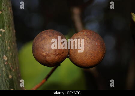 Cynips quercusfolii gall feuille de chêne sur billes Banque D'Images