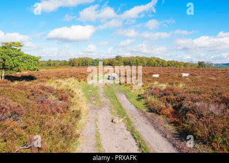 Un petit groupe d'Swayland moutons paissent sur Stanton Mor dans le Derbyshire Dales Banque D'Images