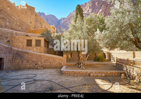 De vieux oliviers au Monastère de Sainte Catherine, les murs, l'un des monuments les plus importants du Sinaï, en Égypte. Banque D'Images