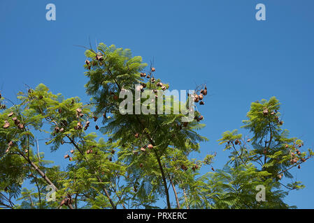Jacaranda mimosifolia arbre Banque D'Images