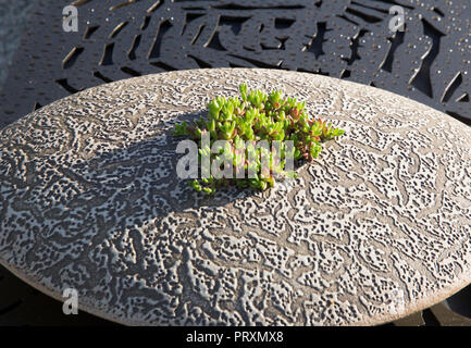 Plantes succulentes plantes succulentes qui poussent dans des récipients en céramique récipients pots pots affiche le Royaume-Uni Banque D'Images