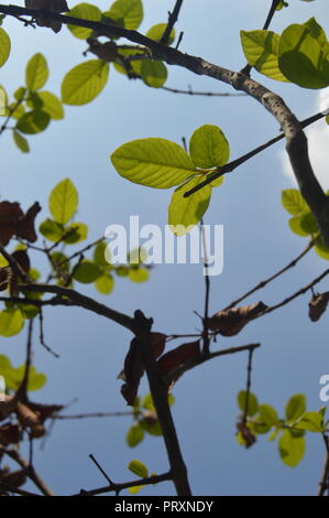 Arbre vert ,quitte ,BD ,magnifique arbre Banque D'Images