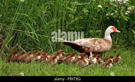 La moscovie cane et canetons sur l'herbe. Grand format. Banque D'Images