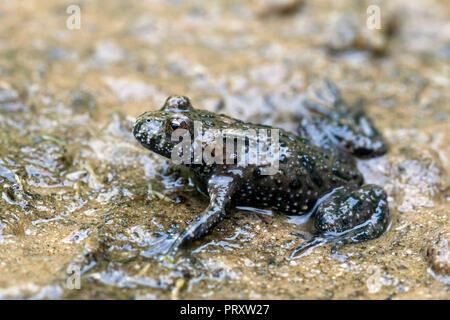 European fire-bellied toad (Bombina bombina) originaire de l'Europe continentale Banque D'Images