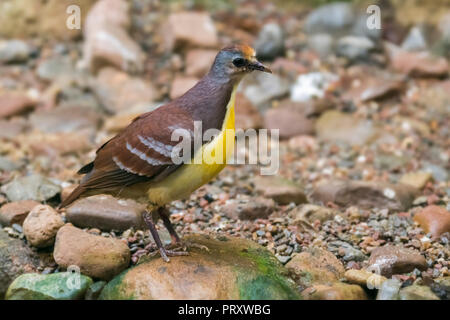 La masse de cannelle / golden dove-coeur colombe / red-throated sol colombe / golden-coeur pigeon (Gallicolumba rufigula) originaire de Nouvelle Guinée Banque D'Images