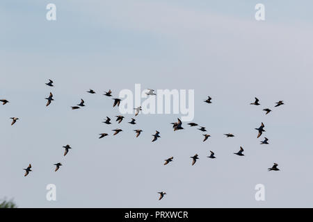 Ruff (Phylomachus pugnax). La région de Moscou, Russie. Banque D'Images