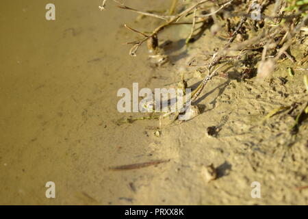 Deux grenouilles peintes Méditerranée bébé, Discoglossus pictus, petite après la métamorphose des têtards de grenouillettes, reposant sur le bord d'une piscine d'eau Malte Banque D'Images