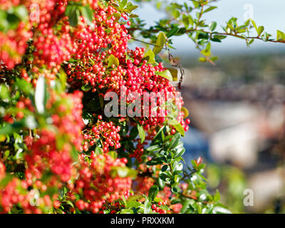 Red Flowers, UK Banque D'Images