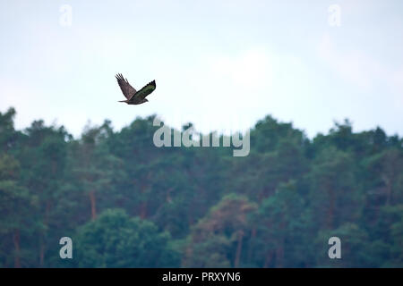 La buse (Buteo buteo) en vol au-dessus de Forest Banque D'Images