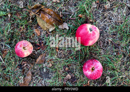 Trois pommes et des feuilles tombées sur l'herbe dans le jardin Banque D'Images