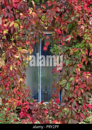 Virginia creeper Parthenocissus quinquefolia Ampelopsis à l'automne sur Norfolk cottage Banque D'Images