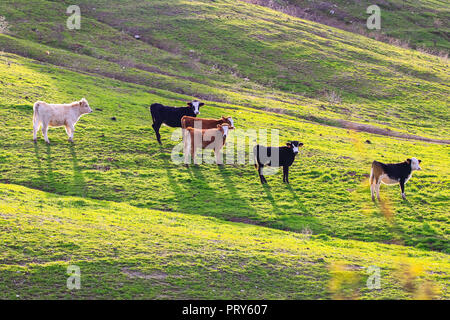 Taureaux et vaches avec des veaux en espagnol paysage avec meadows Banque D'Images