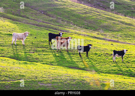 Taureaux et vaches avec des veaux en espagnol paysage avec meadows Banque D'Images