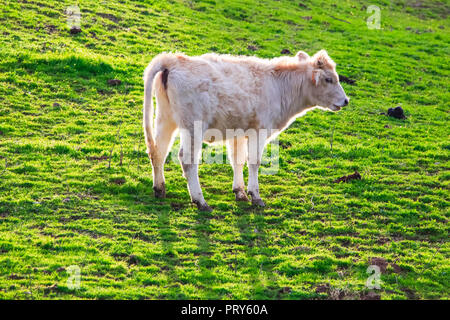 Taureaux et vaches avec des veaux en espagnol paysage avec meadows Banque D'Images