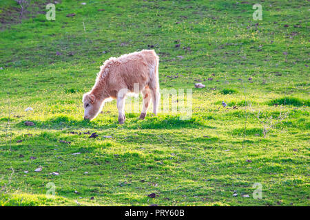 Taureaux et vaches avec des veaux en espagnol paysage avec meadows Banque D'Images