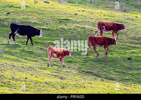 Taureaux et vaches avec des veaux en espagnol paysage avec meadows Banque D'Images