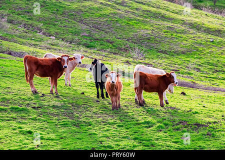 Taureaux et vaches avec des veaux en espagnol paysage avec meadows Banque D'Images