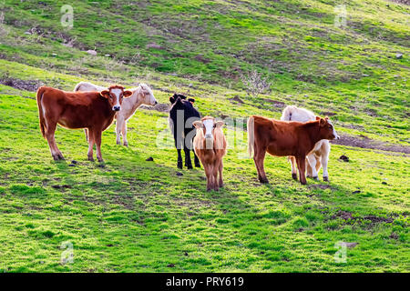 Taureaux et vaches avec des veaux en espagnol paysage avec meadows Banque D'Images