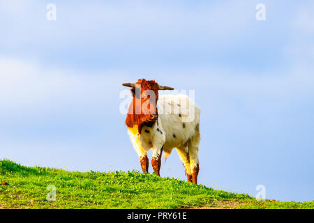 Taureaux et vaches avec des veaux en espagnol paysage avec meadows Banque D'Images