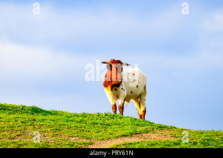 Taureaux et vaches avec des veaux en espagnol paysage avec meadows Banque D'Images