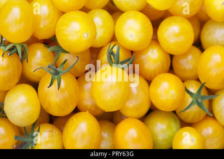 Lycopersicon esculentum 'Millefleur'. Les tomates cerises jaunes. Banque D'Images