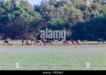 Cerfs dans El Rocio terres humides sur pâturage sec au coucher du soleil Banque D'Images