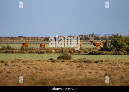 Les vaches et les cerfs pendant la saison des amours dans oñana» « Parc National Doñana réserve naturelle en El Rocio village au coucher du soleil Banque D'Images