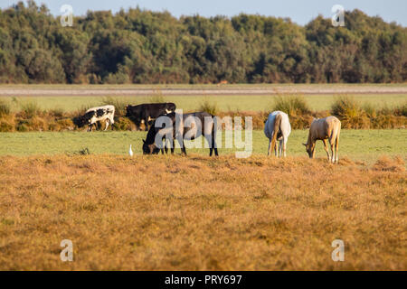 Andalous pure race espagnole cheval sur pâturage sec dans oñana» « Parc National Doñana réserve naturelle en El Rocio village au coucher du soleil Banque D'Images