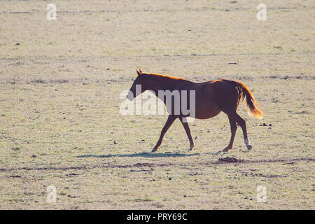 Cheval pure race espagnol andalou debout sur pâturage sec au coucher du soleil Banque D'Images