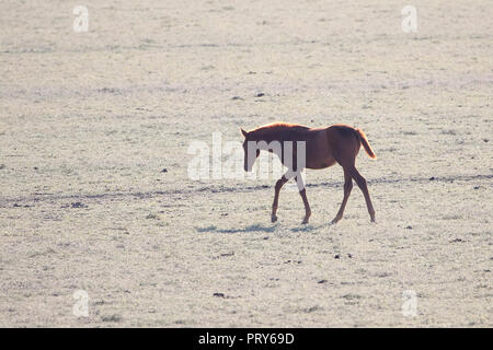 Poulain pure race espagnol andalou marche sur pâturage sec dans 'DoÃ±ana National Park' dans la réserve naturelle de Doñana El Rocio village au coucher du soleil Banque D'Images