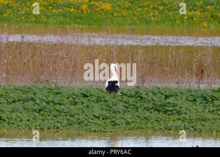 Paysage doux de cigogne blanche dans l'herbe en parc naturel et du parc national de Doñana, Andalousie, espagne. Cette réserve naturelle est l'un des endroits où l'essai whi Banque D'Images