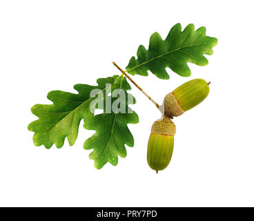 Glands de chêne vert et de feuilles isolées sur fond blanc Banque D'Images