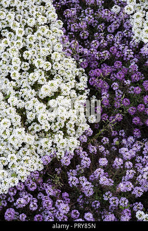Petites fleurs de couleurs violet et blanc recouvrir le sol Banque D'Images