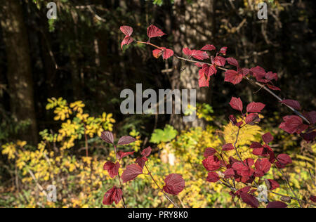 Canneberges bush haut avec feuilles rouges au bord d'une forêt dans le sud-est de l'Alaska à l'automne. Banque D'Images