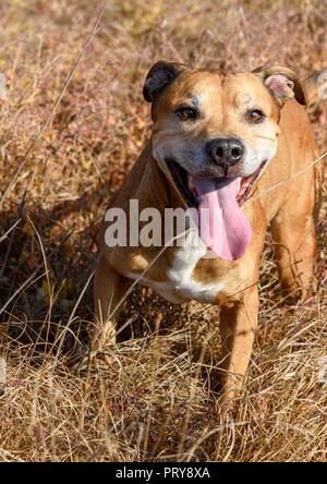 Brown American pit bull terrier, chien court et à une longue langue Banque D'Images