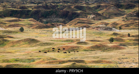 Les bisons du parc national Theodore Roosevelt Unité Sud au Dakota du Nord. Banque D'Images